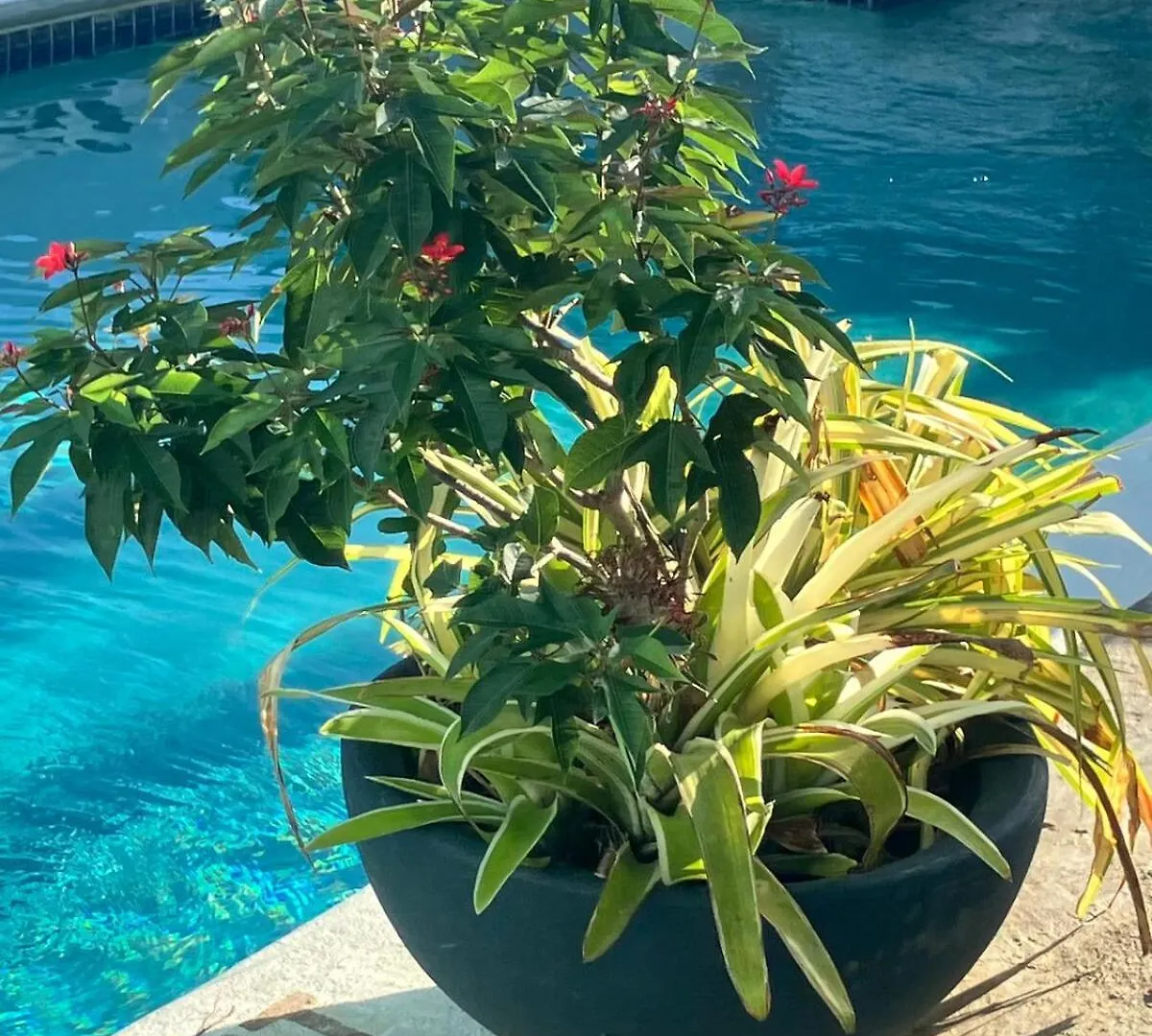 Modern Apartment Near Pigeon Point With Breakfast Bon Accord Village